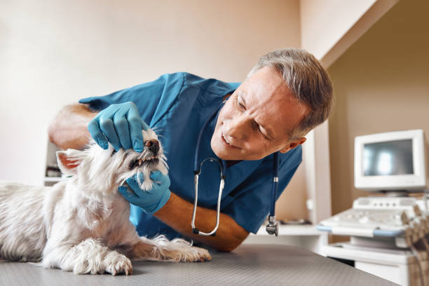 Best Weekend Emergency Dentist in Moorpark, CA